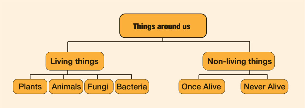 Things around us | Living and Non-Living Things