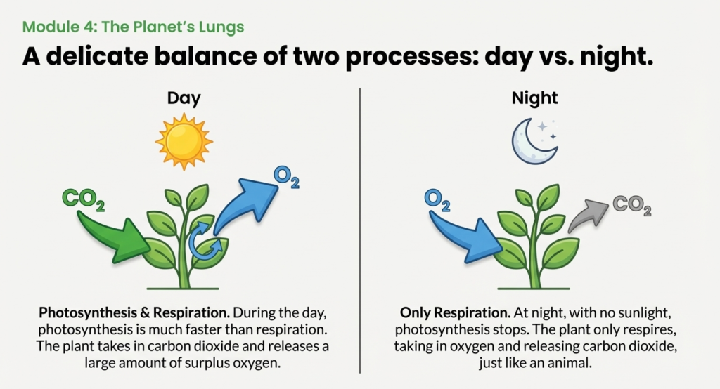10. psle science day night respiration Diagram comparing gas exchange in plants during day and night