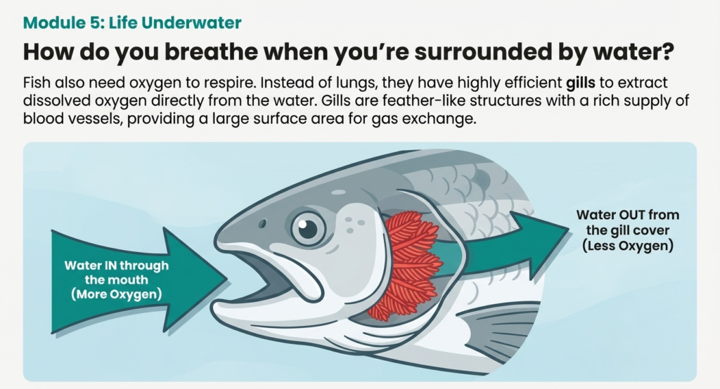 11 psle science fish gills Diagram showing fish gills extracting oxygen from water