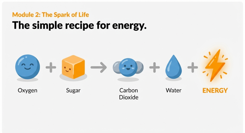 5. psle science respiration equation Diagram showing oxygen and sugar producing energy water and carbon dioxide