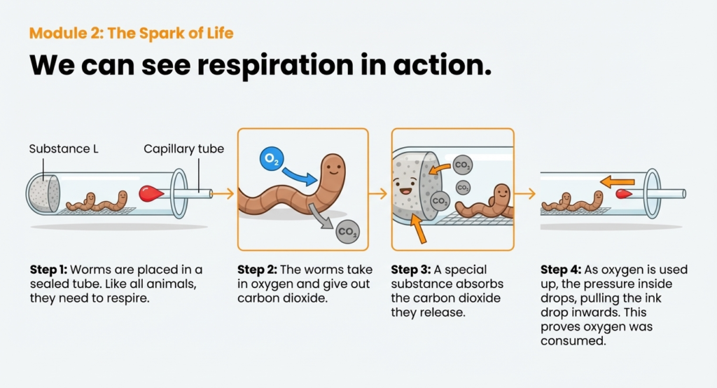 6. psle science respiration equation Diagram showing respiration experiment with worms in a sealed tube