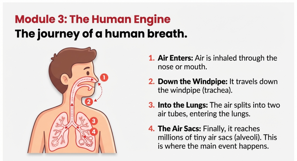 7. psle science human respiratory system path Diagram showing the journey of air through the human respiratory system