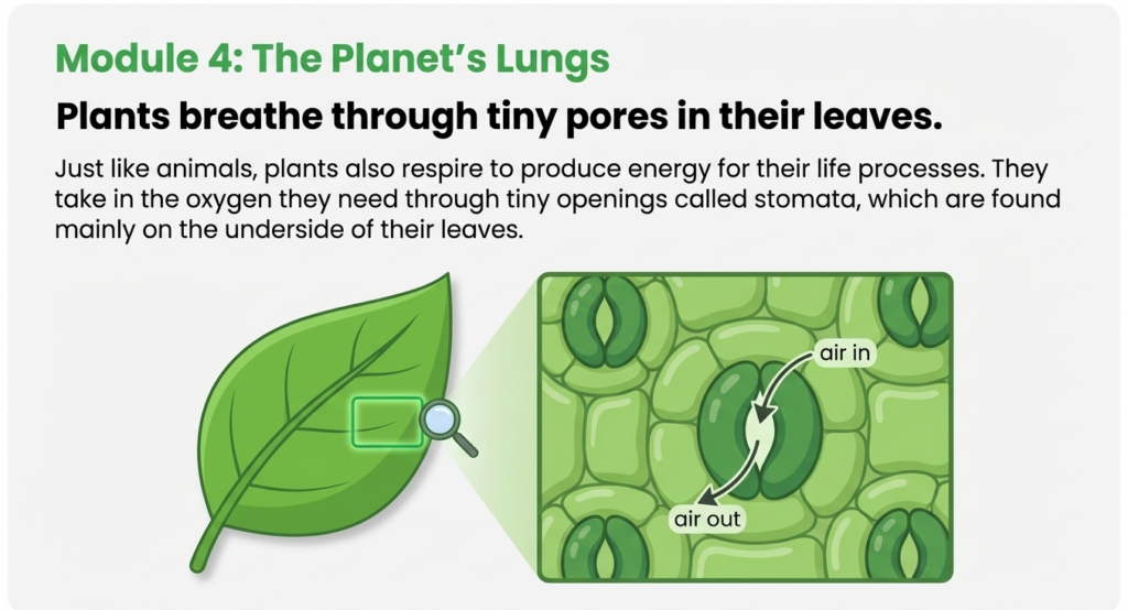 9. psle science plant respiration stomata Diagram showing stomata on leaves allowing gas exchange