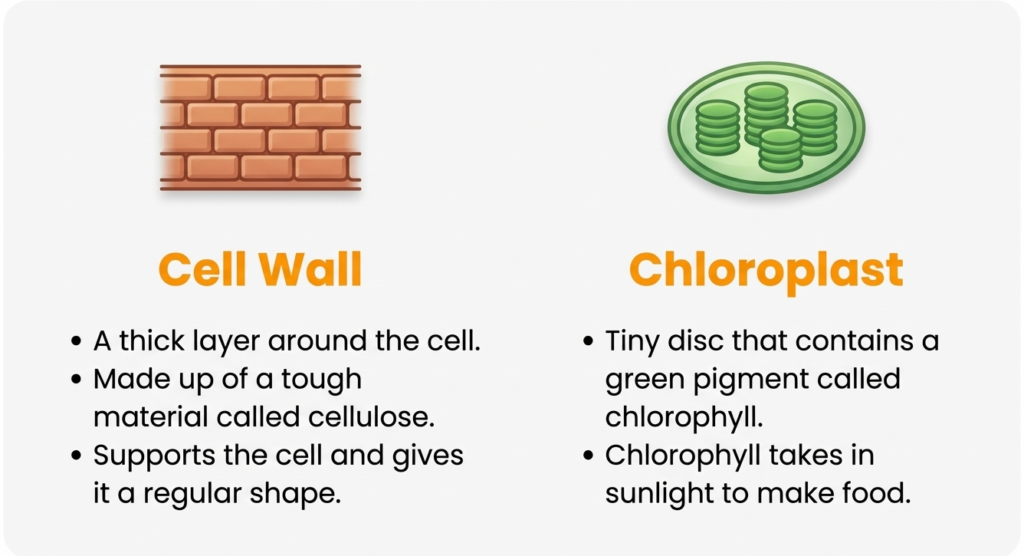 A10 Cell Wall Chloroplast Illustration explaining the function of cell wall and chloroplast.