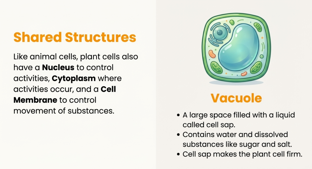 A11 Shared Structures Vacuole Plant cell showing shared structures and large central vacuole.