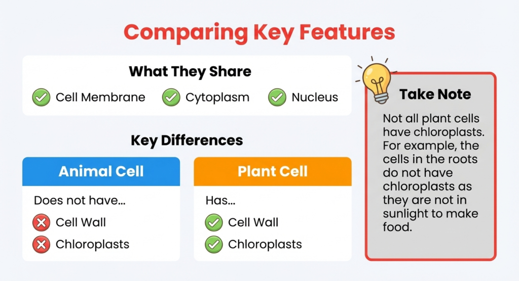 A13 Animal Cell vs Plant Cell Table comparing shared features and differences of animal and plant cells.