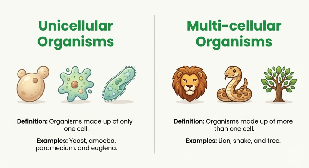 A3 Unicellular and Multicellular Organisms