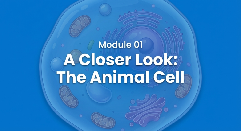 A4 M1 Animal Cell header