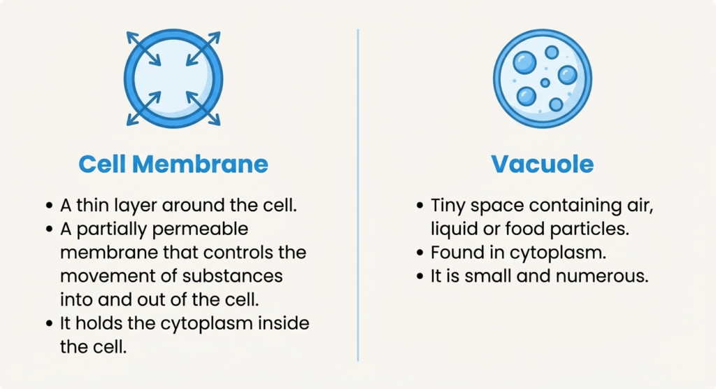 A7 Cell Membrane Vacuole Diagram showing cell membrane and small vacuoles in an animal cell.